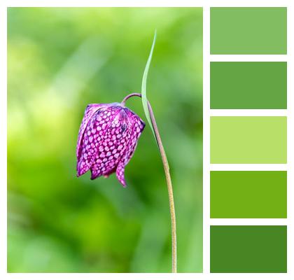 Chess Flower Phone Wallpaper Snake'S Head Fritillary Image